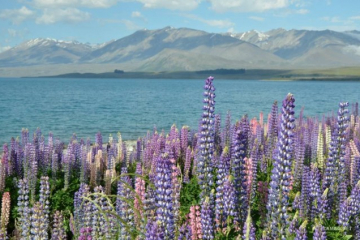 窮遊紐西蘭（三）：有錢也買不到的南島好風光