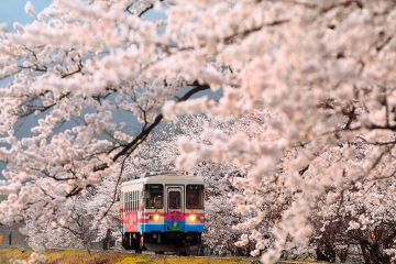 感受穿過飛舞櫻花的滋味，岐阜縣的樽見鐵道