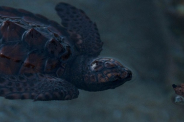 噓…請放輕腳步，小海龜要從德島和鹿兒島的沙裏爬出來了！