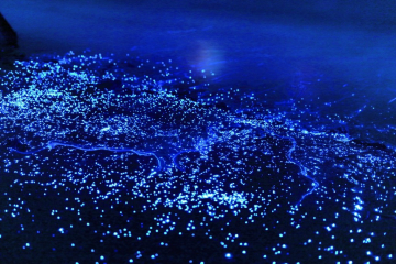 藍色銀河不小心跌到海岸上！日本各地的海上螢火蟲
