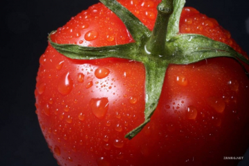 日本番茄刺身——如星般閃耀的回憶